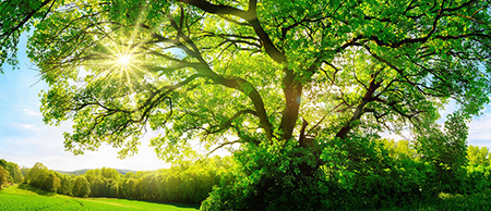 green grass with large tree